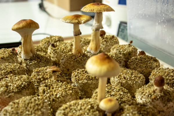 Psychedelic, Psychedelic Legalization, legalize psilocybin, Psychedelic Industry