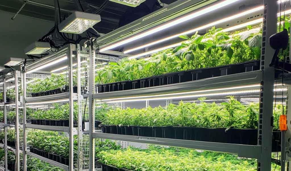 hydroponic cultivation, Multi-Tier Rolling Rack, double layer rolling rack, multi layers rolling racks, Multi-Tier Rolling Racks, Multi-tier / double tier racking system, grow racks, best grow racks, best rolling racks, best multi-tier roll racks, quality grow racks, racking system, grow rolling rack, grow rolling racks, Stainless steel Multi-Tier Rolling Rack, Stainless steel double layer rolling rack, Stainless steel multi layers rolling racks, Stainless steel Multi-Tier Rolling Racks, Stainless steel Multi-tier / double tier racking system, Stainless steel grow racks, best grow racks, best Stainless steel rolling racks, Stainless steel racking system, Stainless steel grow rolling rack, Stainless steel grow rolling racks,Conveyor Belt​, american grow products