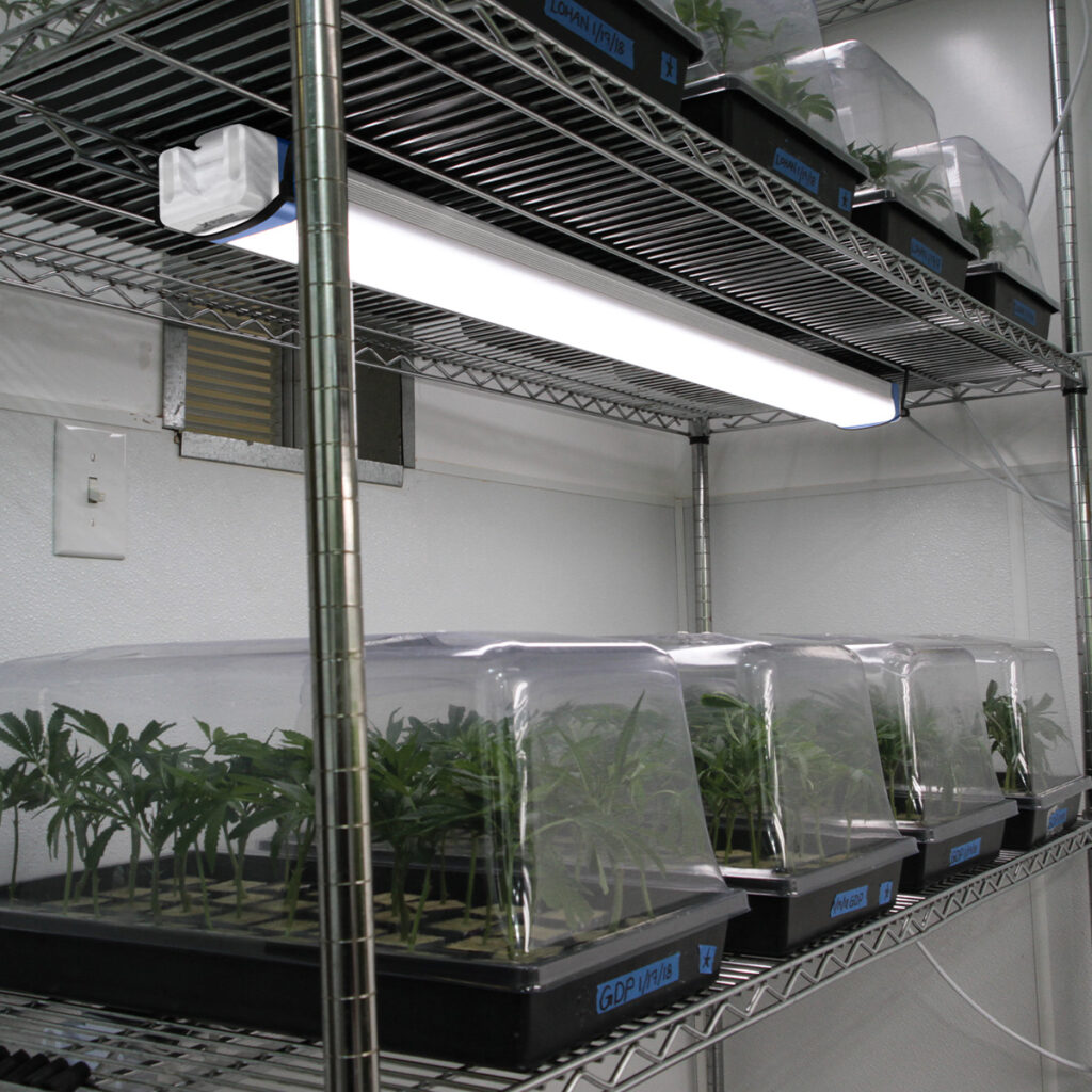 hydroponic cultivation, vertical grow