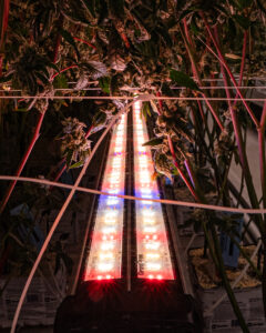 adjust spectrum, adjustable ,spectrum, undercanopylight, under canopy light, under canopy light red, red spectrum under canopy light, 8ft Under Canopy Light red, Under Canopy Light LED