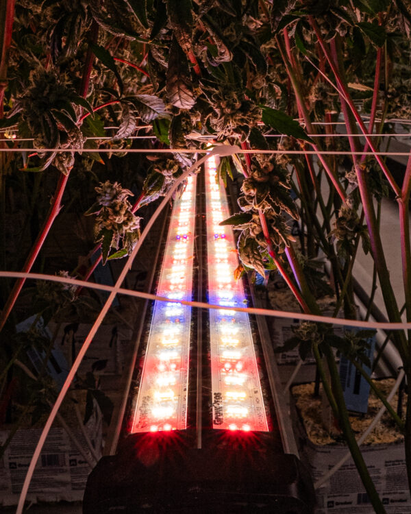 adjust spectrum, adjustable ,spectrum, undercanopylight, under canopy light, under canopy light red, red spectrum under canopy light, 8ft Under Canopy Light red, Under Canopy Light LED