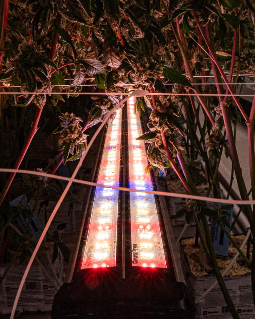 adjust spectrum, adjustable ,spectrum, undercanopylight, under canopy light, under canopy light red, red spectrum under canopy light, 8ft Under Canopy Light red, Under Canopy Light LED