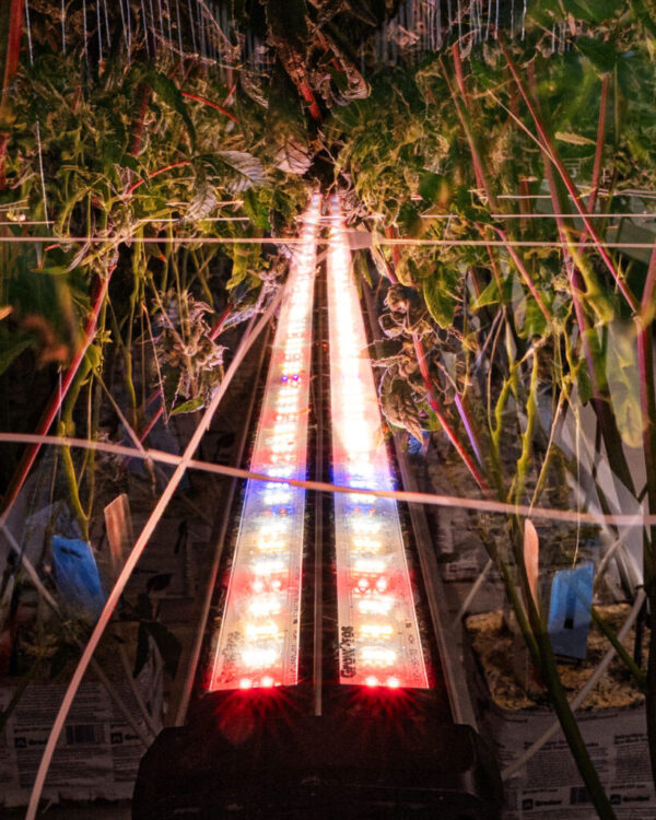 adjust spectrum, adjustable ,spectrum, undercanopylight, under canopy light, under canopy light red, red spectrum under canopy light, 8ft Under Canopy Light red, Under Canopy Light LED