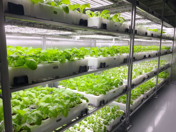 Cannabis Growth Cycle, natural growth cycle, growth cycle, cannabis cultivation