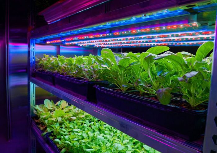 Case Study for HM660 Full Spectrum Grow light, hm660, led grow lights, horticulture grow light, full spectrum grow lights, grow light fixture