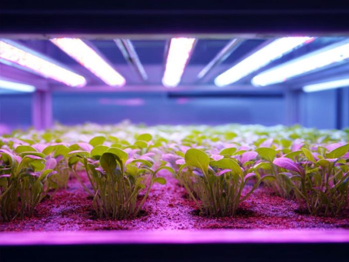 clone light, clone lights, led grow light