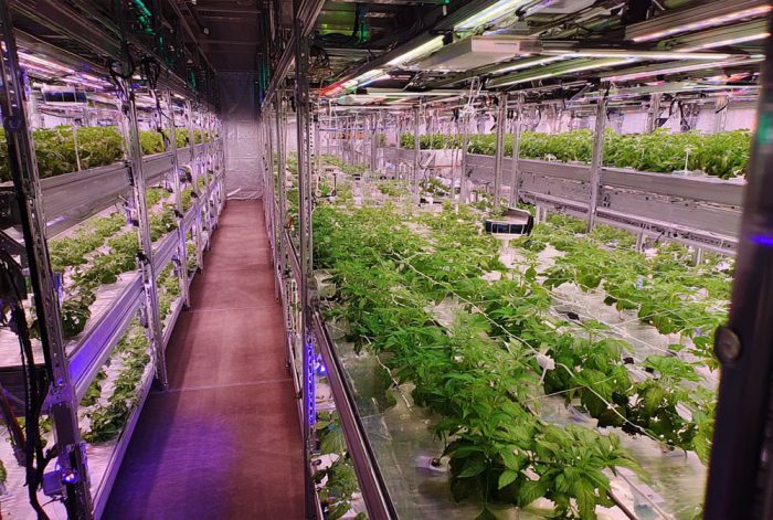 Grow Issues, grow light, grow rack, grow room