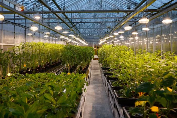 greenhouse lighting, greenhouse produce, greenhouse horticulture, greenhouse hydroponic, greenhouse coltivation